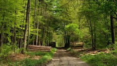 Landscapes nature paths
