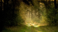 Landscapes nature paths forests