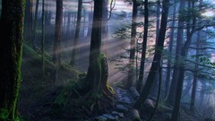 Landscapes nature pathway forests dawning mystical