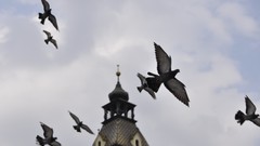 Landscapes nature Pigeons romania