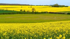 Landscapes nature plains yellow