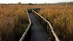 Landscapes nature Plants