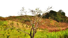 Landscapes nature Plants