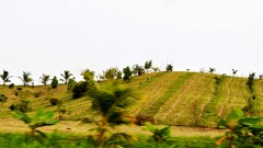 Landscapes nature Plants