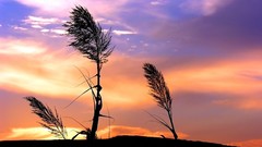 Landscapes nature Plants