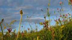 Landscapes nature Plants