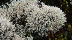 Landscapes nature Plants Alexander Pohl La reunion
