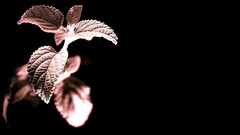 Landscapes nature Plants black background roads mint