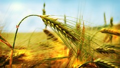 Landscapes nature Plants depth