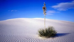 Landscapes nature Plants deserts