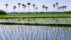 Landscapes nature Plants palm