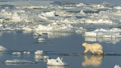 Landscapes nature Polar Bears