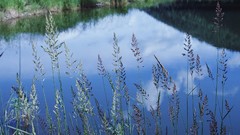 Landscapes nature ponds