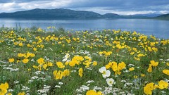 Landscapes nature Poppies