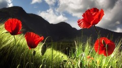 Landscapes nature Poppies red flowers