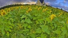 Landscapes nature Prince Edward Island