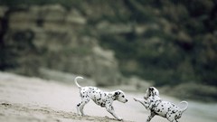 Landscapes nature Puppies Dalmatians