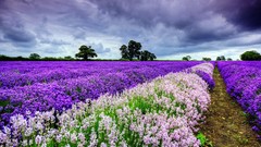 Landscapes nature purple flowers multicolor skyscapes