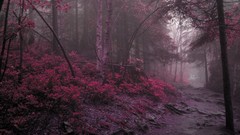 Landscapes nature purple forests