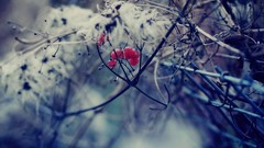 Landscapes nature red branches berry