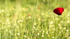 Landscapes nature red Green Poppies countryside fields