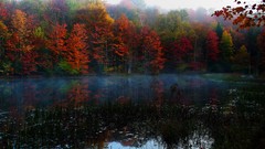 Landscapes nature reflections forests