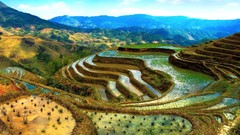 Landscapes nature rice