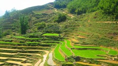 Landscapes nature rice paddy fields