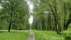 Landscapes nature roads forests