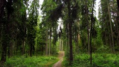 Landscapes nature roads forests