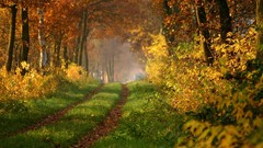 Landscapes nature roads paths forests