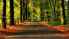 Landscapes nature roads streets forests