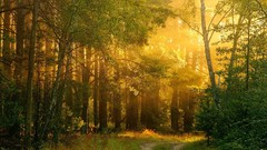 Landscapes nature roads sunlight forests