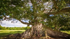 Landscapes nature roots ancient forests giant tree