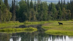 Landscapes nature running lakes