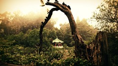 Landscapes nature San Francisco USA houses forests