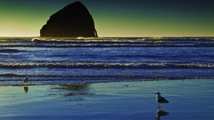 Landscapes nature seagulls