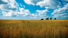 Landscapes nature skies