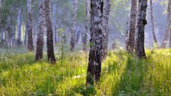 Landscapes nature skies forests