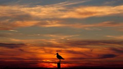 Landscapes nature sky orange Birds evening silhouettes