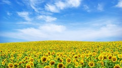 Landscapes nature sky Sunflowers horizon natural scenery