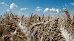 Landscapes nature sky wheat ears azure