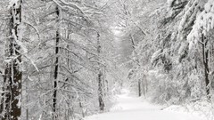 Landscapes nature snow