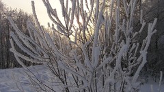 Landscapes nature snow