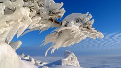 Landscapes nature snow