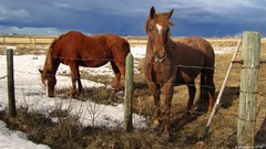 Landscapes nature snow Animals Horses fences