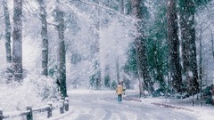 Landscapes nature snow back Parks walk