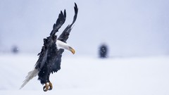 Landscapes nature snow Birds Eagles