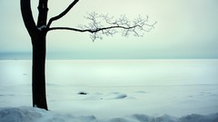 Landscapes nature snow branches cold