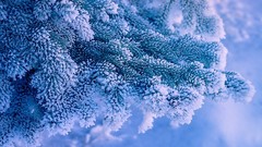 Landscapes nature snow branches frost hoarfrost fir gray hair